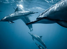 乐鱼中国：让海洋娱乐走进日常生活的创新平台